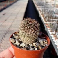 Sulcorebutia verticillacantha v. cuprea fa. HS 274