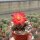 Sulcorebutia verticillacantha v. cuprea fa. HS 274