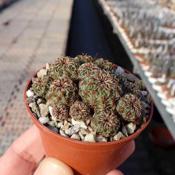 Sulcorebutia zavaletae
