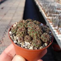 Sulcorebutia zavaletae