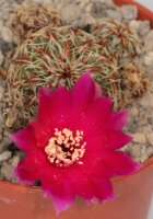 Sulcorebutia zavaletae
