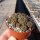Sulcorebutia zavaletae
