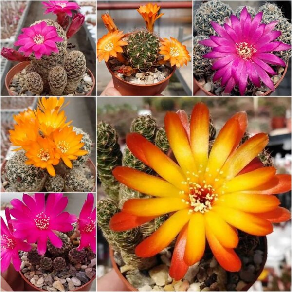 Sortiment Sulcorebutia