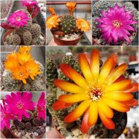 Sortiment Sulcorebutia