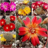 Sortiment Sulcorebutia