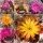 Sortiment Sulcorebutia