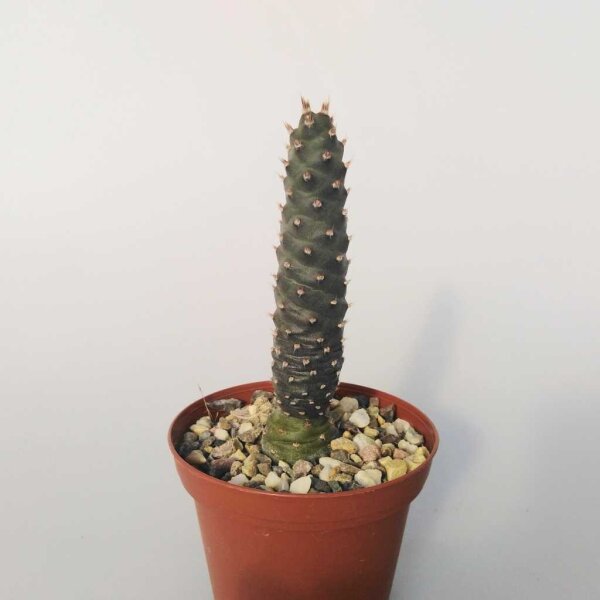 Tephrocactus articulatus