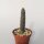 Tephrocactus articulatus