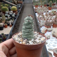 Tephrocactus articulatus v. inermis