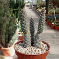 Tephrocactus articulatus v. inermis