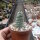 Tephrocactus articulatus v. inermis