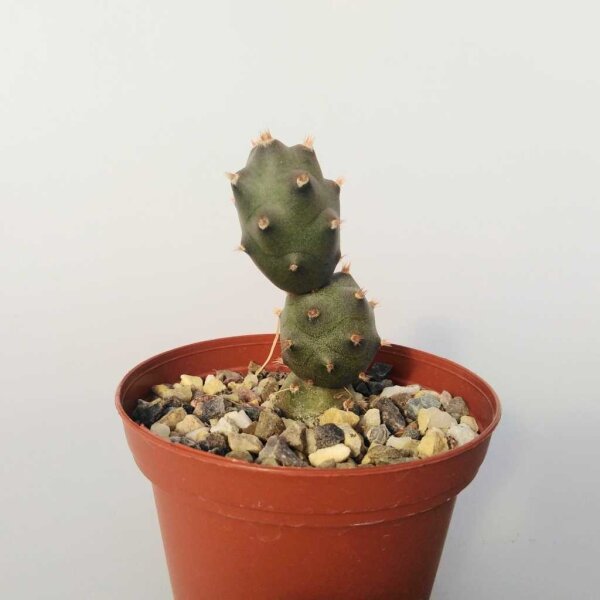 Tephrocactus articulatus v. oligacanthus Argentinien