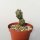 Tephrocactus articulatus v. oligacanthus Argentinien