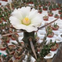 Tephrocactus articulatus v. papyracanthus