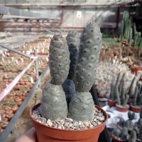 Tephrocactus strobiliformis