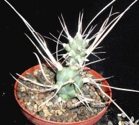Tephrocactus articulatus v. syringacanthus