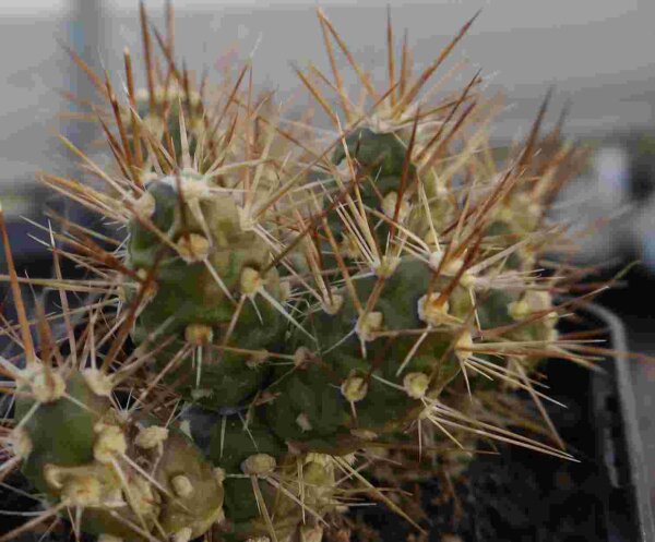 Tephrocactus darwinii hart bis -10 °C, für sehr milde Gebiete, Regenschutz nötig (dw)
