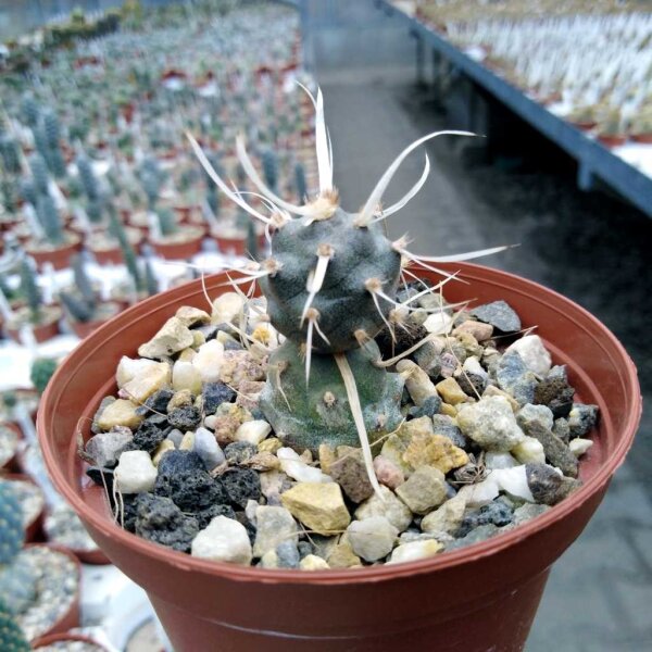 Tephrocactus diadematus O. Argentinien