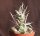 Tephrocactus diadematus O. Argentinien