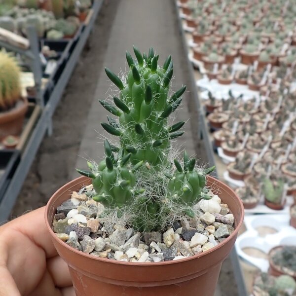 Tephrocactus floccosus