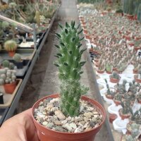 Tephrocactus floccosus