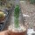 Tephrocactus floccosus