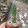 Tephrocactus floccosus