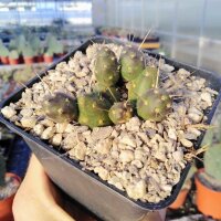 Maihueniopsis ovata