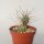 Tephrocactus hossei