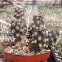 Tephrocactus molinensis