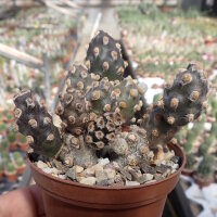 Tephrocactus molinensis