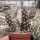 Tephrocactus molinensis