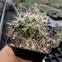 Tephrocactus neuquensis (dw)