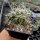 Tephrocactus neuquensis (dw)