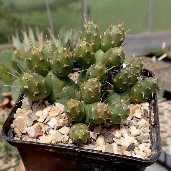 Tephrocactus ovatus (dw)