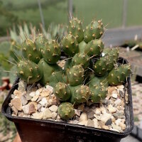 Tephrocactus ovatus (dw)