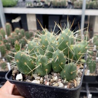 Tephrocactus ovatus (dw)
