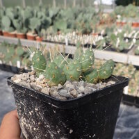 Tephrocactus ovatus (dw)