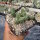 Tephrocactus ovatus (dw)