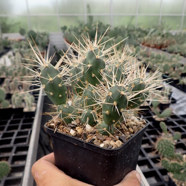 Tephrocactus platyacanthus (dw)