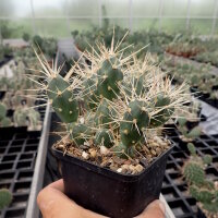 Tephrocactus platyacanthus (dw)