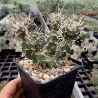 Tephrocactus platyacanthus (dw)