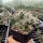 Tephrocactus platyacanthus (dw)