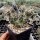 Tephrocactus platyacanthus (dw)