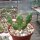 Tephrocactus reicheanus