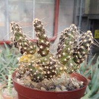 Tephrocactus spec. Las Lanas