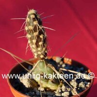 Tephrocactus spec. Las Lanas