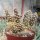 Tephrocactus spec. Las Lanas