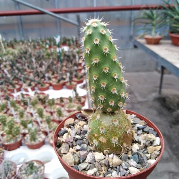 Tephrocactus sphaericus Las Chilcos Pass