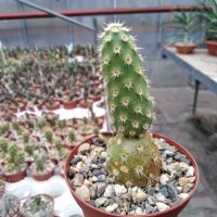 Tephrocactus sphaericus Las Chilcos Pass